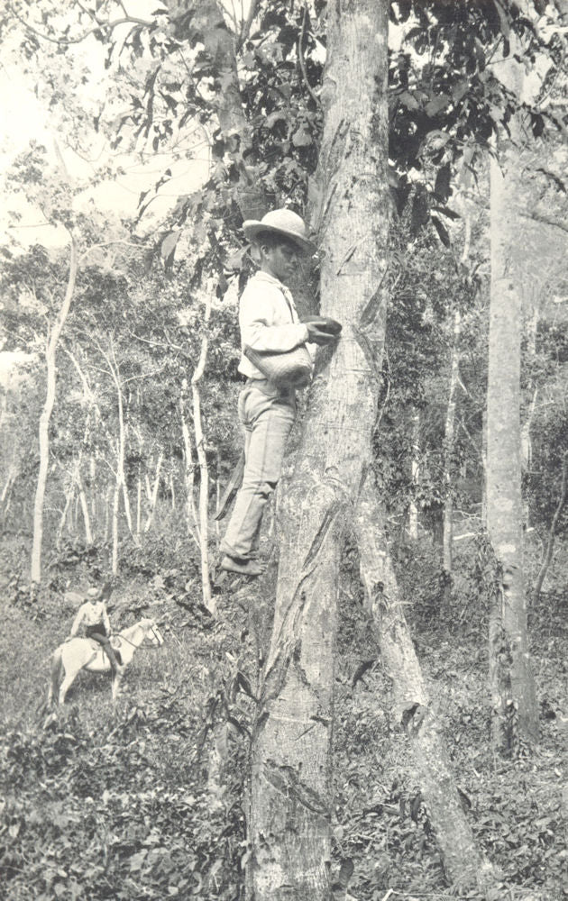 FARMING. Collecting Indiarubber in a South American Rubber Plantation 1912